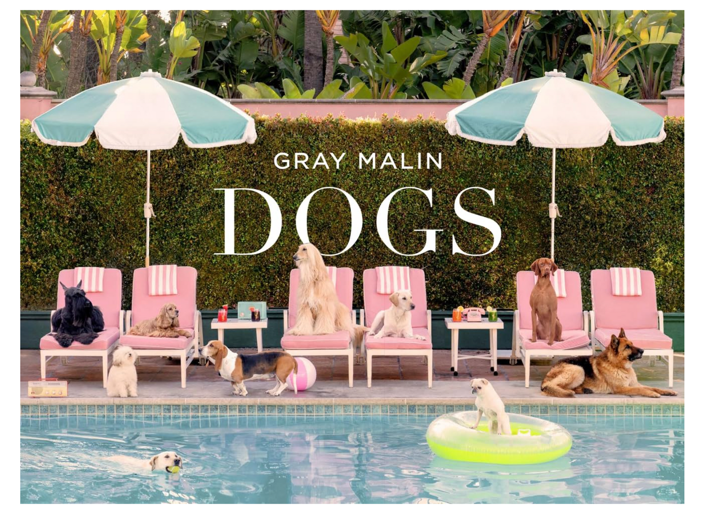 Gray Malin: Dogs