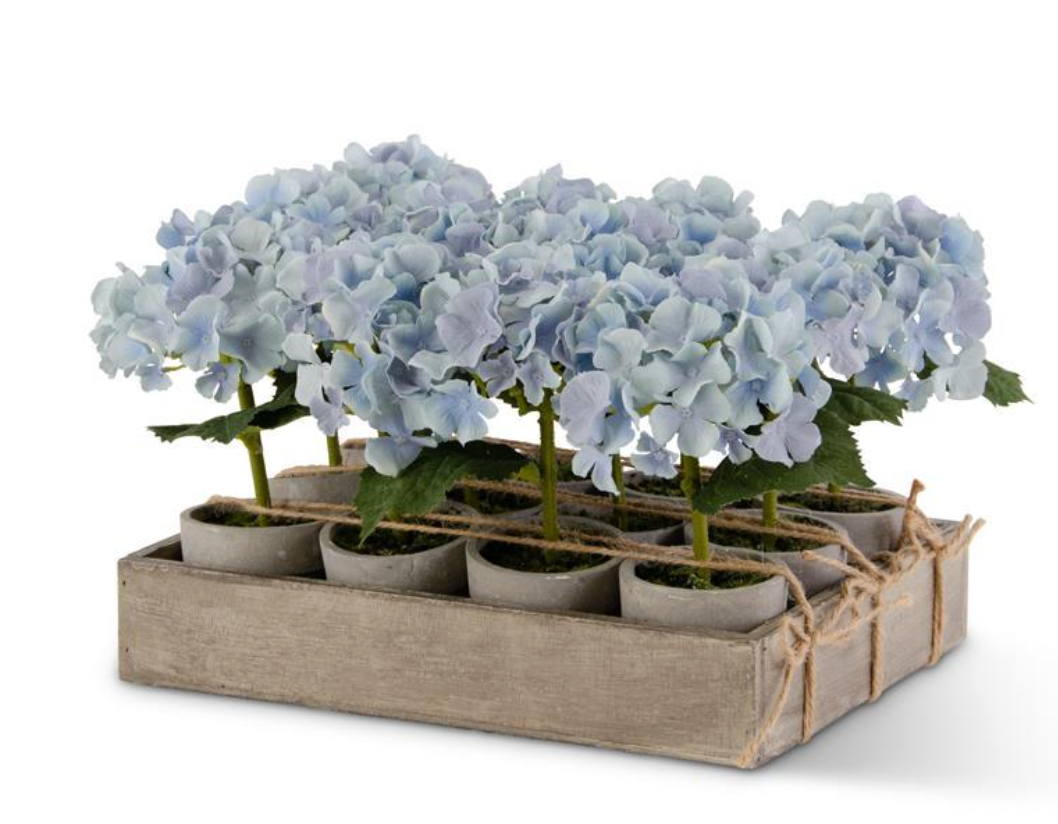 Potted Roses Assorted