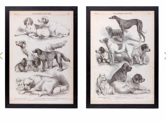Canine Artwork