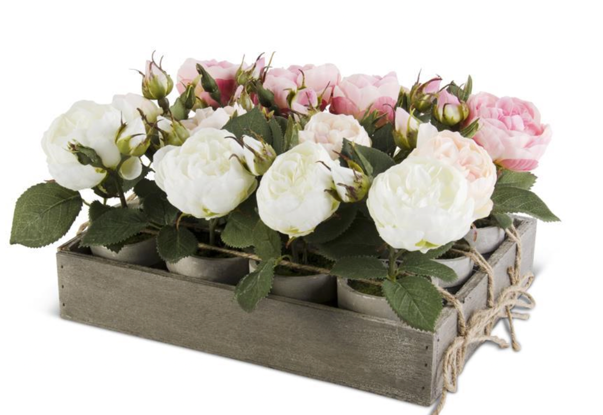 Potted Hydrangeas Assorted